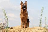 BERGER ALLEMAND 379